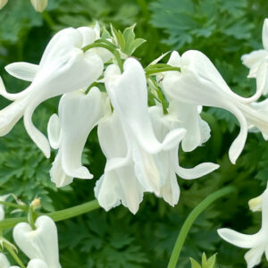 Dicentra ‘Amore Titanium’, Amore Titanium Bleeding Heart, Titanium Bleeding Heart, Fernleaf Bleeding Heart, Fringed Bleeding Heart, Bleeding Heart