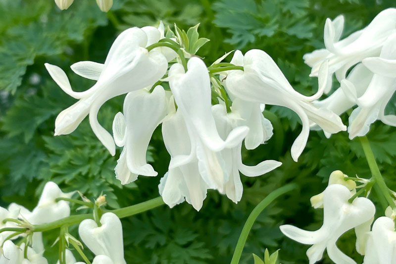 Dicentra ‘Amore Titanium’, Amore Titanium Bleeding Heart, Titanium Bleeding Heart, Fernleaf Bleeding Heart, Fringed Bleeding Heart, Bleeding Heart