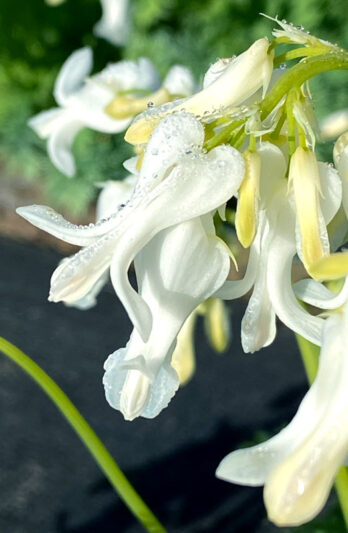 Dicentra ‘Amore Titanium’, Amore Titanium Bleeding Heart, Titanium Bleeding Heart, Fernleaf Bleeding Heart, Fringed Bleeding Heart, Bleeding Heart