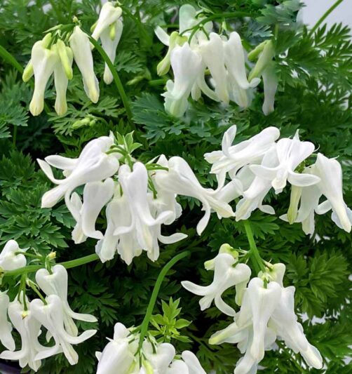 Dicentra ‘Amore Titanium’, Amore Titanium Bleeding Heart, Titanium Bleeding Heart, Fernleaf Bleeding Heart, Fringed Bleeding Heart, Bleeding Heart
