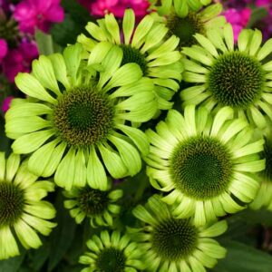 Echinacea green jewel, Vibrant green flower cluster in bloom