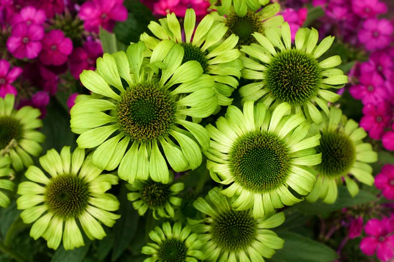 Echinacea green jewel, Vibrant green flower cluster in bloom