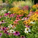 Echinacea vs rudbeckia, Summer garden blooms in sunlight, Best coneflower choice