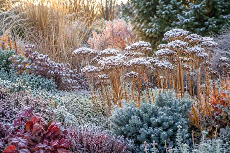 Frost-kissed winter garden in morning light with sedum