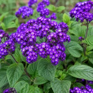Heliotropium arborescens Fragrant Delight, Vibrant purple blooms in garden light