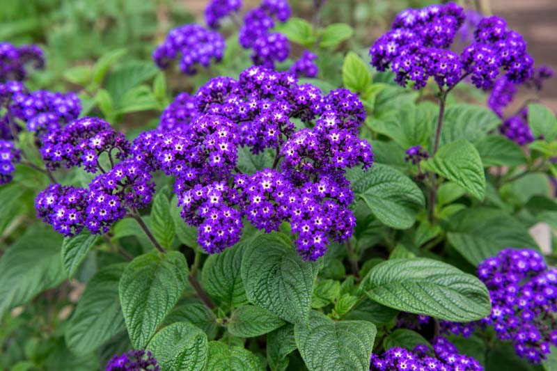 Heliotropium arborescens Fragrant Delight, Vibrant purple blooms in garden light