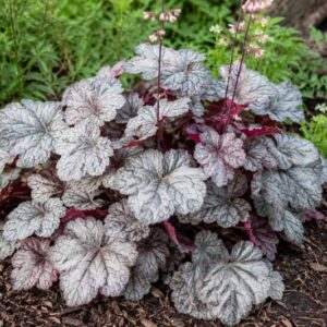 Heuchera Silver Scrolls, Heuchera in a serene garden setting