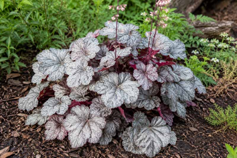 Heuchera Silver Scrolls, Heuchera in a serene garden setting