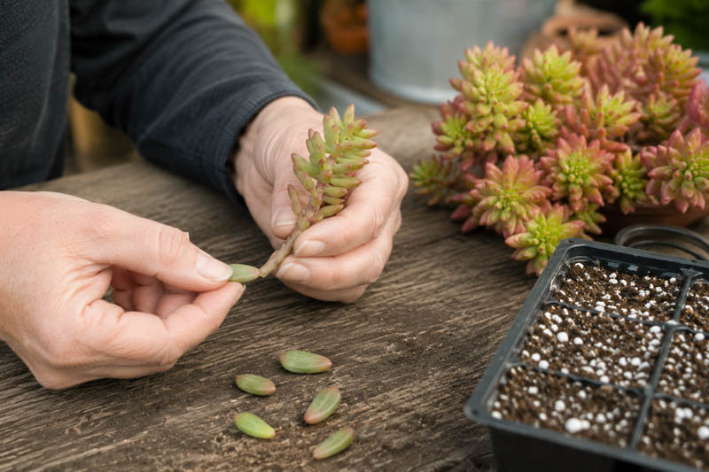 How to Grow Sedum From Leaf Cuttings