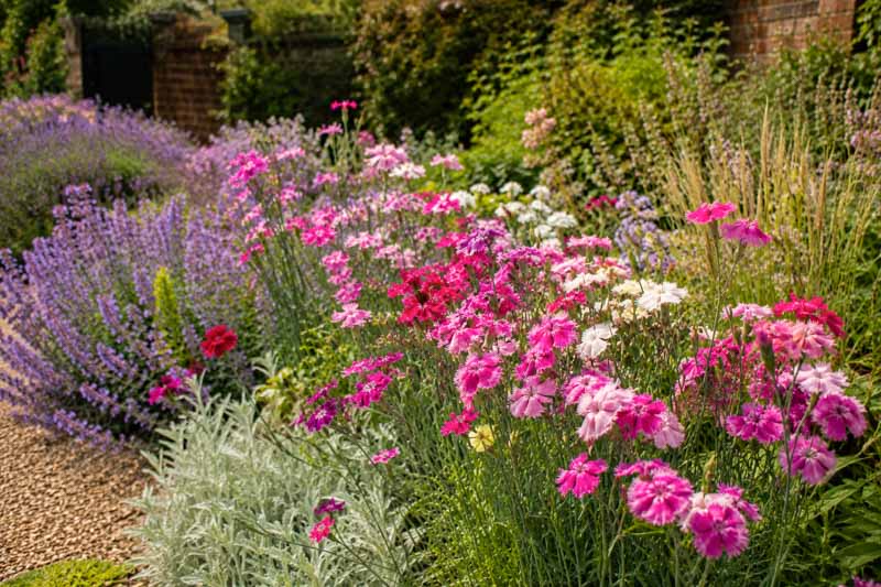 Dianthus pinks with fringed flowers and blue-green foliage