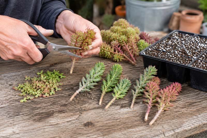 How to Propagate Sedum From Stem Cuttings