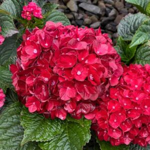 Hydrangea macrophylla Centennial Ruby