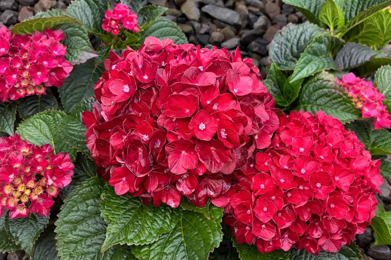 Hydrangea macrophylla Centennial Ruby