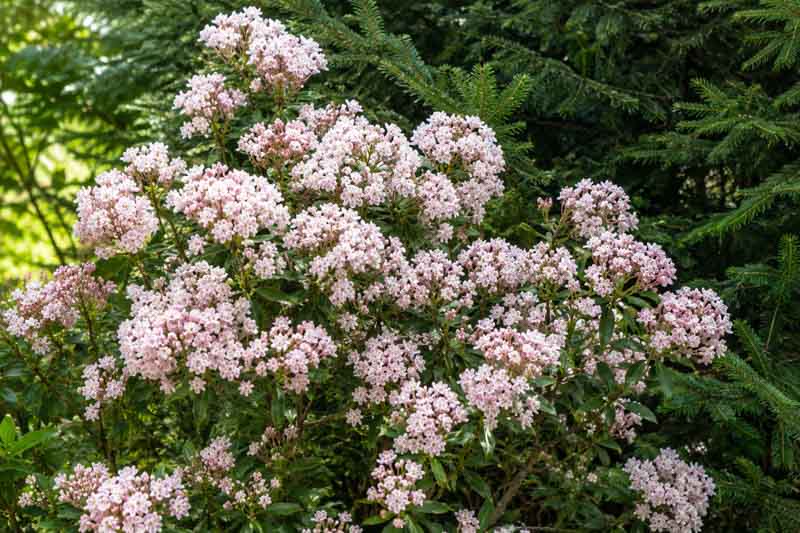 Kalmia latifolia Elf, Pink blossoms in a lush garden