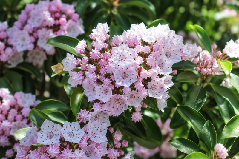 Kalmia latifolia mountain laurel flowers and evergreen foliage