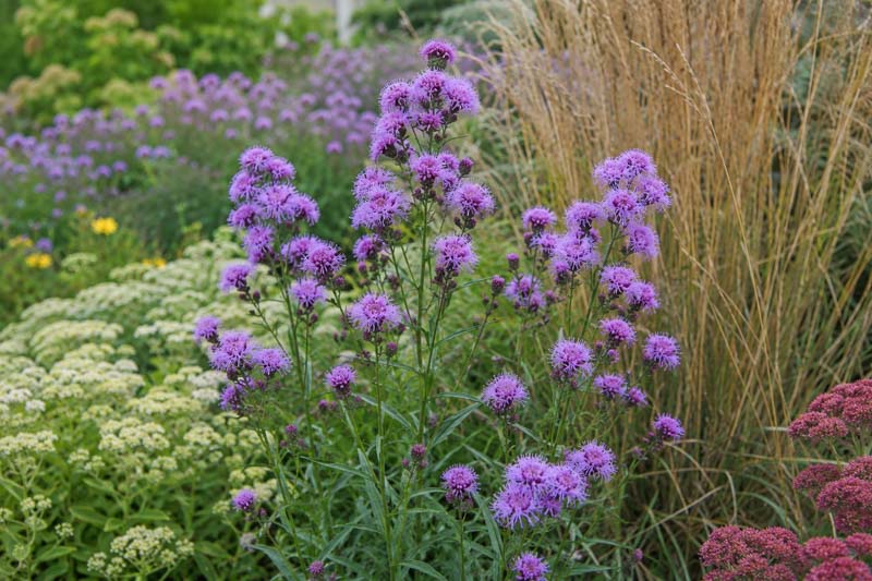 Liatris novae angliae, Vibrant garden blooms in soft daylight