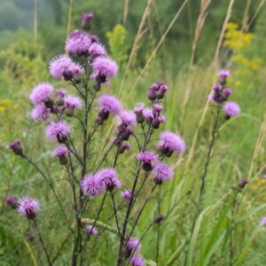 Liatris novae-angliae, Wild purple blazing stars in a meadow