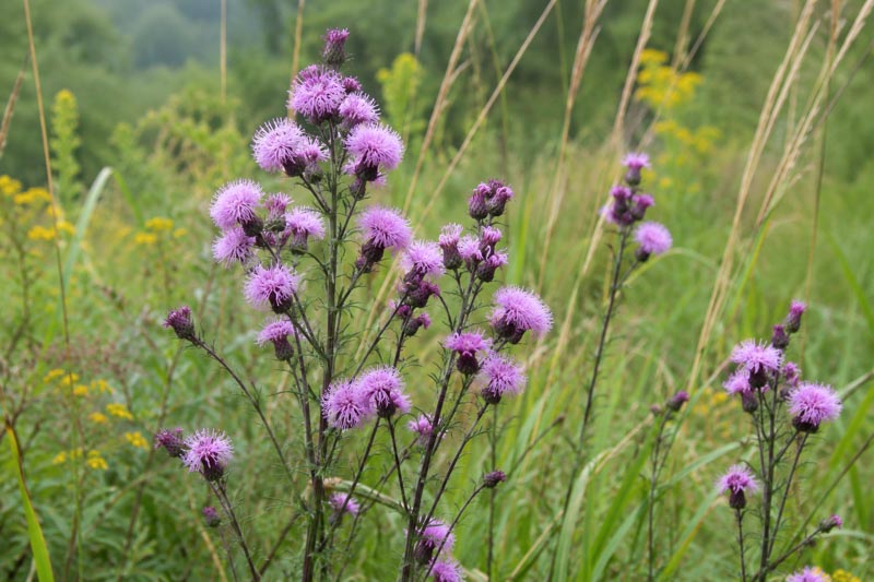 Liatris novae-angliae, Wild purple blazing stars in a meadow