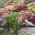 Low growing sedums, sedum groundcovers, Succulent rock garden with colorful plants