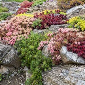 Low growing sedums, sedum groundcovers, Succulent rock garden with colorful plants