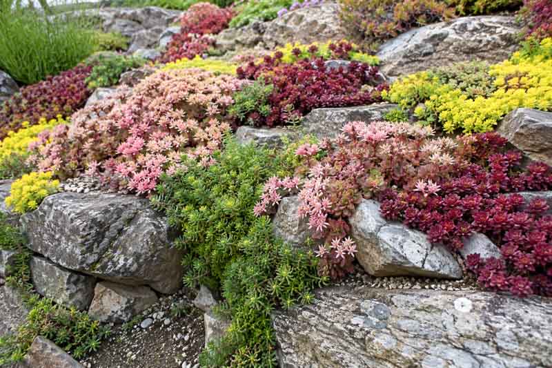 Low growing sedums, sedum groundcovers, Succulent rock garden with colorful plants