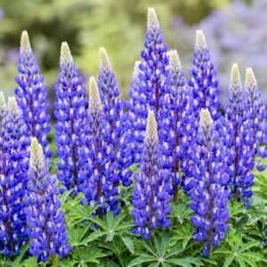Lupinus Gallery Blue, Vibrant purple lupine in full bloom