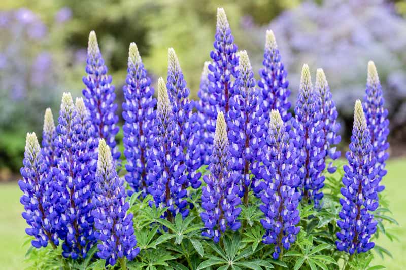Lupinus Gallery Blue, Vibrant purple lupine in full bloom