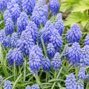 Muscari armeniacum Blue Spike, Vibrant grape hyacinth garden close-up, Grape Hyacinth Blue Spike