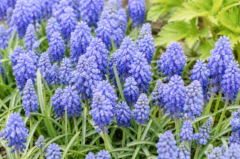 Muscari armeniacum Blue Spike, Vibrant grape hyacinth garden close-up, Grape Hyacinth Blue Spike