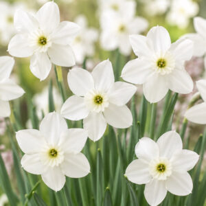 Narcissus Xit, Delicate miniature daffodils in soft spring light