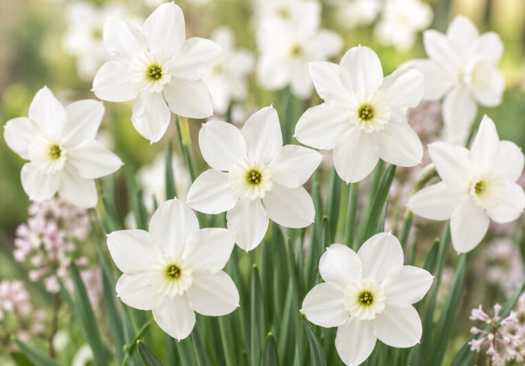 Narcissus Xit, Delicate miniature daffodils in soft spring light