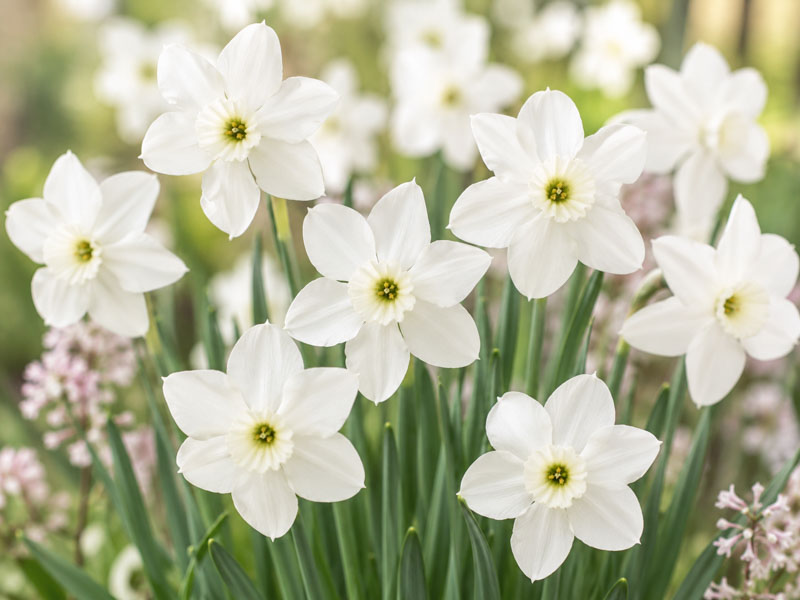 Narcissus 'Xit', miniature white small-cupped daffodil with pure white petals and a green-centered cup