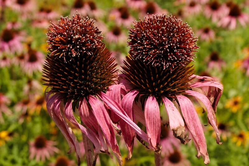 Rosette mite on coneflowers, Vivid coneflowers in soft sunlight