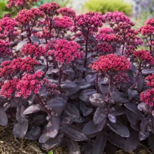 Sedum Mojave Jewels Ruby, Vibrant blooming sedum in the garden