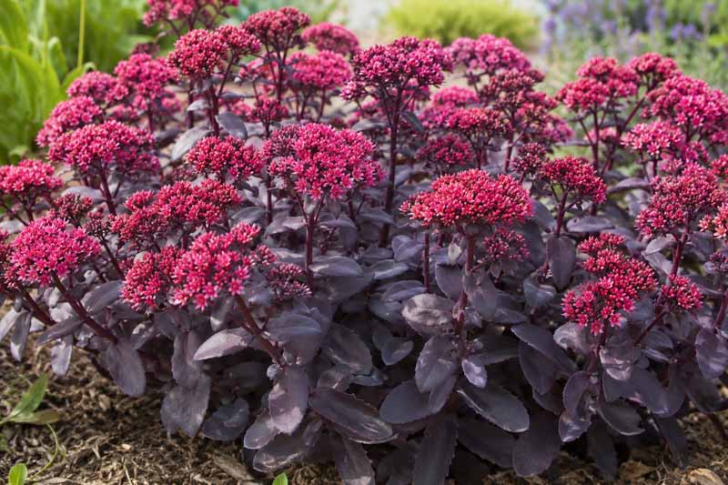 Sedum Mojave Jewels Ruby, Vibrant blooming sedum in the garden