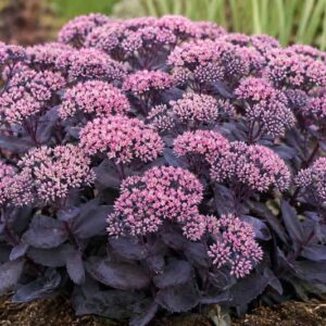 Sedum Mojave Jewels Sapphire, Bright pink clusters in garden soil