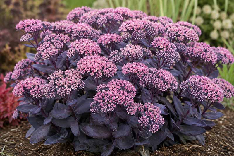 Sedum Mojave Jewels Sapphire, Bright pink clusters in garden soil