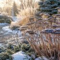 Sedum in winter garden
