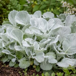 Senecio candicans Senaw, Silver leaves in a garden bed