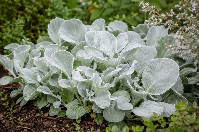 Senecio candicans Senaw, Silver leaves in a garden bed
