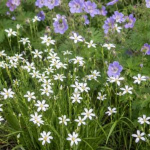 Sisyrinchium angustifolium Suwannee, Flower garden in full bloom