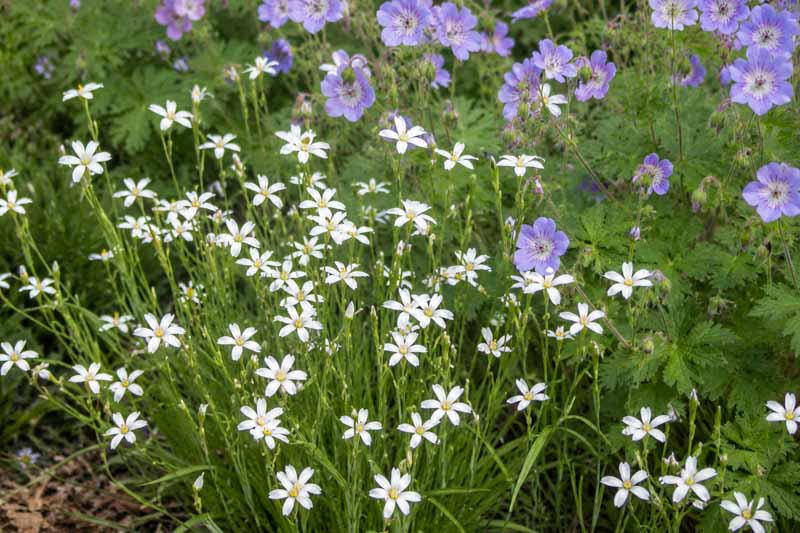 Sisyrinchium angustifolium Suwannee, Flower garden in full bloom
