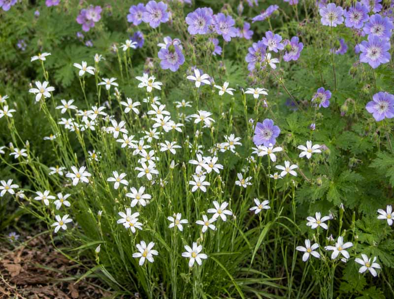 Sisyrinchium nashii Suwannee blue-eyed grass with soft blue flowers and yellow centers