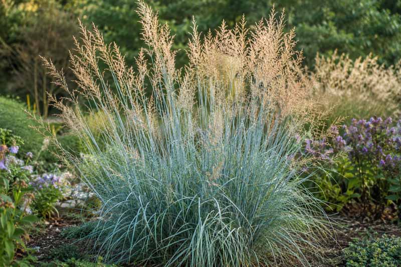 Sorghastrum nutan Sioux Blue, Serene garden with ornamental grasses and blooms