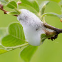 Spittlebugs are the immature nymphs of froghoppers, small sap-feeding insects that hide inside white, frothy bubbles often called “cuckoo spit.”