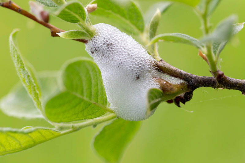 Spittlebugs are the immature nymphs of froghoppers, small sap-feeding insects that hide inside white, frothy bubbles often called “cuckoo spit.”