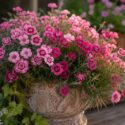 The Most Fragrant Garden Pinks and Clove-Scented Dianthus to Grow, Rustic porch with blooming pink flowers