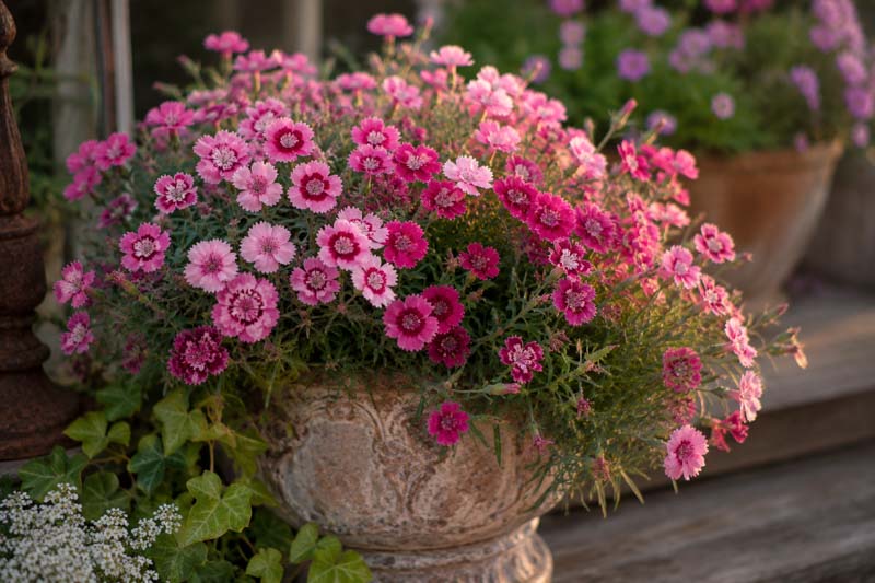 The Most Fragrant Garden Pinks and Clove-Scented Dianthus to Grow, Rustic porch with blooming pink flowers