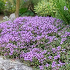 Thymus praecox Purple Carpet, Lavender blooms in a garden rockery_