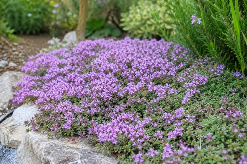 Thymus praecox Purple Carpet, Lavender blooms in a garden rockery_